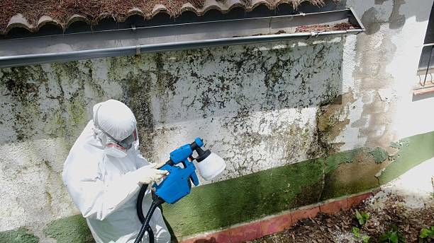 Mold Remediation service in Dendron, Dendron, VA
